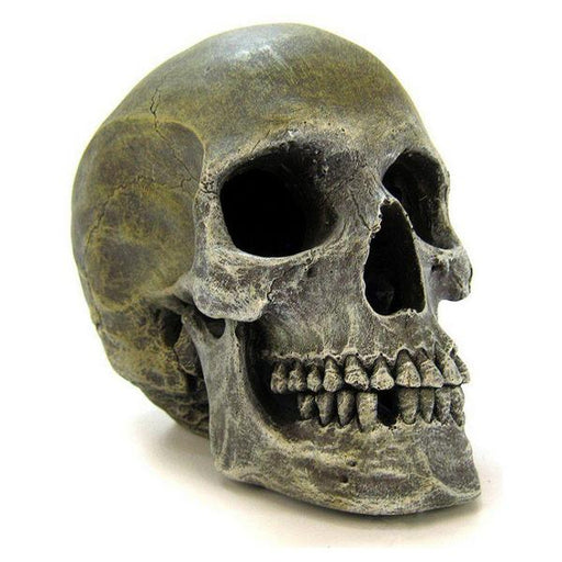 Blue Ribbon Human Skull Ornament - 7.5"L x 5"W x 6"H - Giftscircle