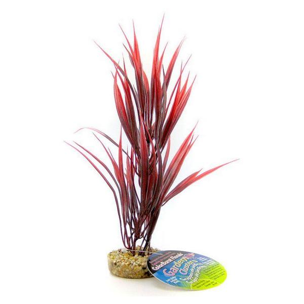 Blue Ribbon Sword Plant with Gravel Base - Red - 10" Tall - Giftscircle