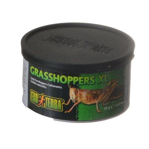 Exo-Terra Grasshoppers XL - 1.2 oz (34 g) - Giftscircle