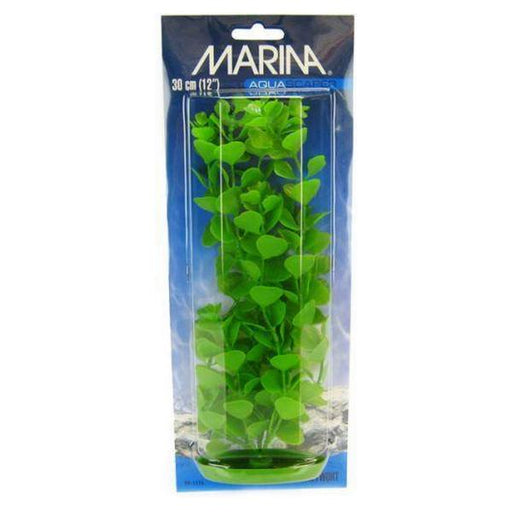 Marina Aquascaper Moneywort Plant - 12" Tall - Giftscircle