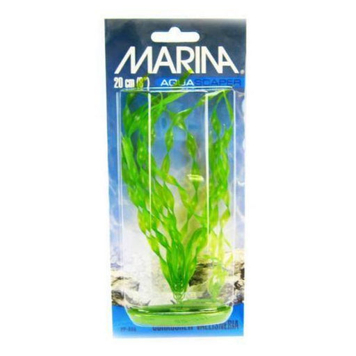 Marina Corkscrew Val Plant - 8" Tall - Giftscircle