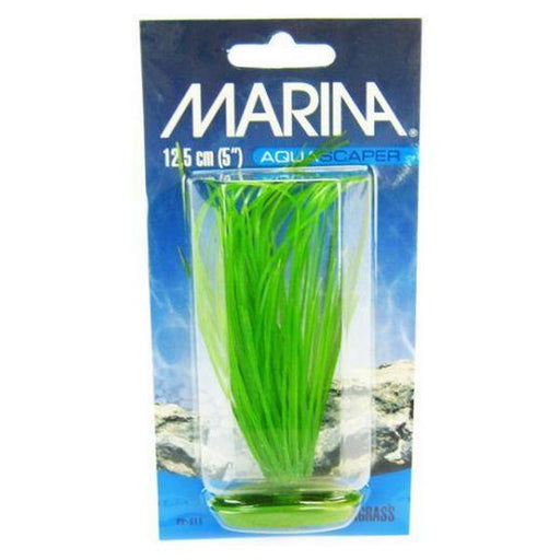 Marina Hairgrass Plant - 5" Tall - Giftscircle