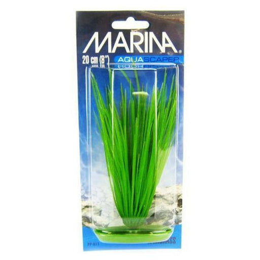 Marina Hairgrass Plant - 8" Tall - Giftscircle