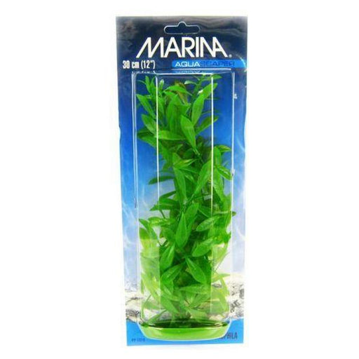 Marina Hygrophila Plant - 12" Tall - Giftscircle