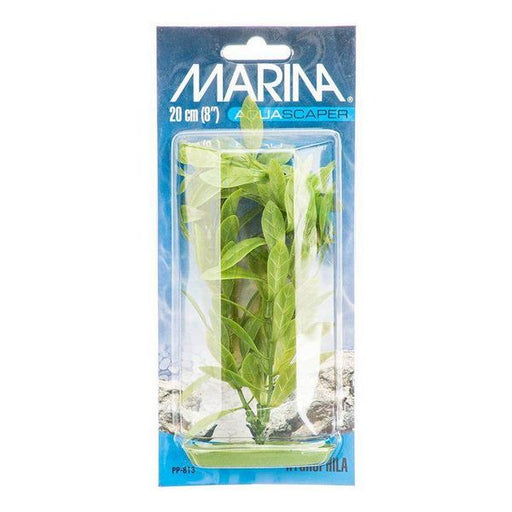 Marina Hygrophila Plant - 8" Tall - Giftscircle