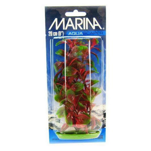 Marina Red Ludwigia Plant - 8" Tall - Giftscircle