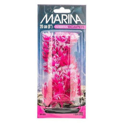 Marina Vibrascaper Foxtail Plant - Hot Pink & White - 8" Tall - Giftscircle