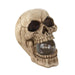 Skull Decor with LED Light-Up Orb - Giftscircle